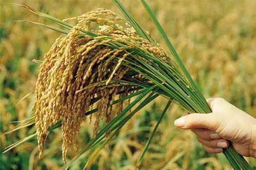 農業部2018年減少水稻玉米小麥種植面積政策 保障糧食安全與推進綠色農業并行