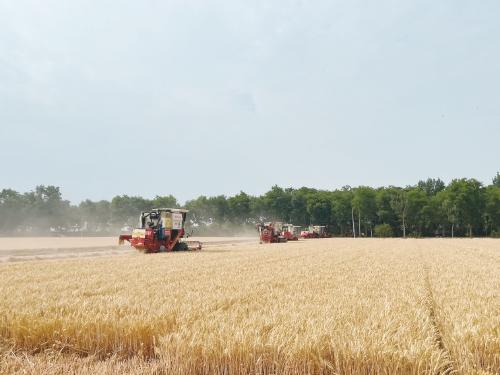 從千畝方高產到大面積穩產 河南延津縣國家現代農業產業園的小麥生產能力提升之路