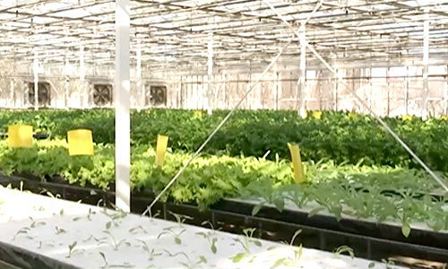 全國蔬菜在田面積穩中有增，農業面源與重金屬污染防治技術服務同步推進