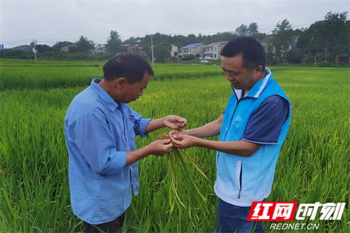 醴陵田間培訓 為糧食豐收保駕護航，強化農業面源和重金屬污染防治技術服務