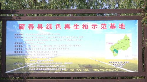 蘄春縣農(nóng)業(yè)農(nóng)村局多措并舉 擴(kuò)大再生稻種植面積與推進(jìn)農(nóng)業(yè)污染防治，全力保障糧食豐產(chǎn)增收