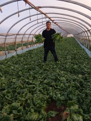 暖心捐贈(zèng)顯真情 農(nóng)技服務(wù)護(hù)生態(tài)——太平新城農(nóng)戶捐贈(zèng)蔬菜助力抗疫與農(nóng)業(yè)環(huán)保并行