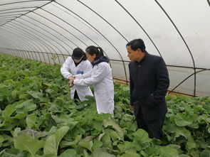 雙港油菜苔田間取樣檢測(cè) 源頭把控，筑牢農(nóng)產(chǎn)品質(zhì)量安全與污染防治雙防線