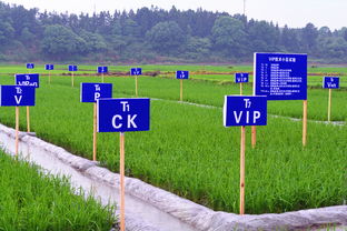 茶陵重金屬污染耕地修復(fù)治理項(xiàng)目榮獲A級評價(jià)，農(nóng)業(yè)面源與重金屬污染防治技術(shù)成果顯著