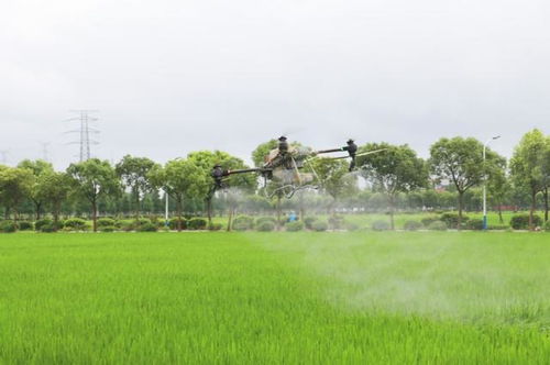 應(yīng)對關(guān)鍵期挑戰(zhàn) 臺風(fēng)季水稻養(yǎng)護(hù)與農(nóng)業(yè)污染防治并重